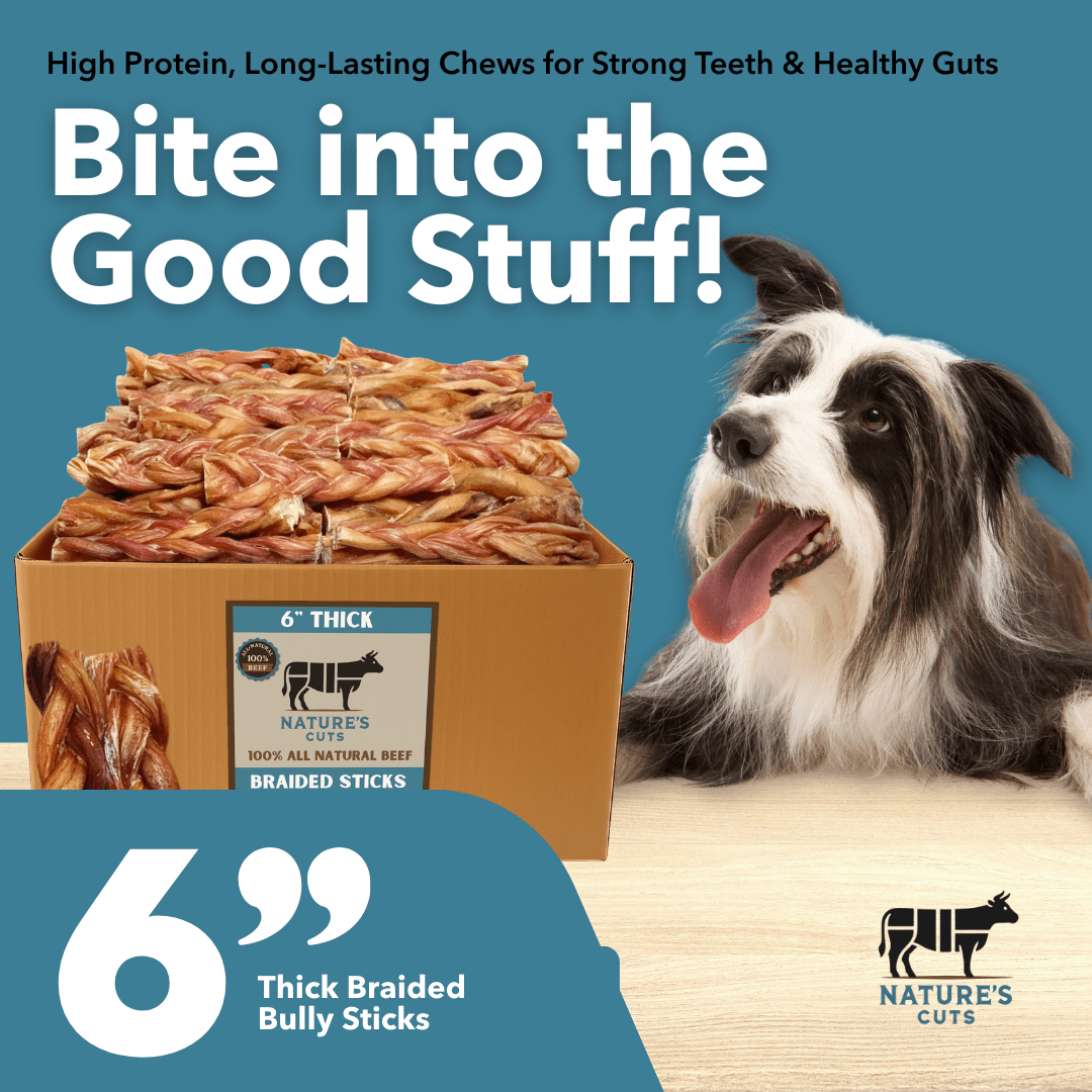 6 Inch Thick Braided Bully Sticks All Natural Low Odor Grass Fed Beef Pizzle - shop_name pets petsupplys