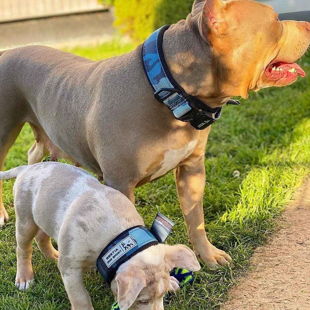BESTIA DOG SPORT FAST RELEASE COLLAR BLUE by BESTIA DOG SPORT