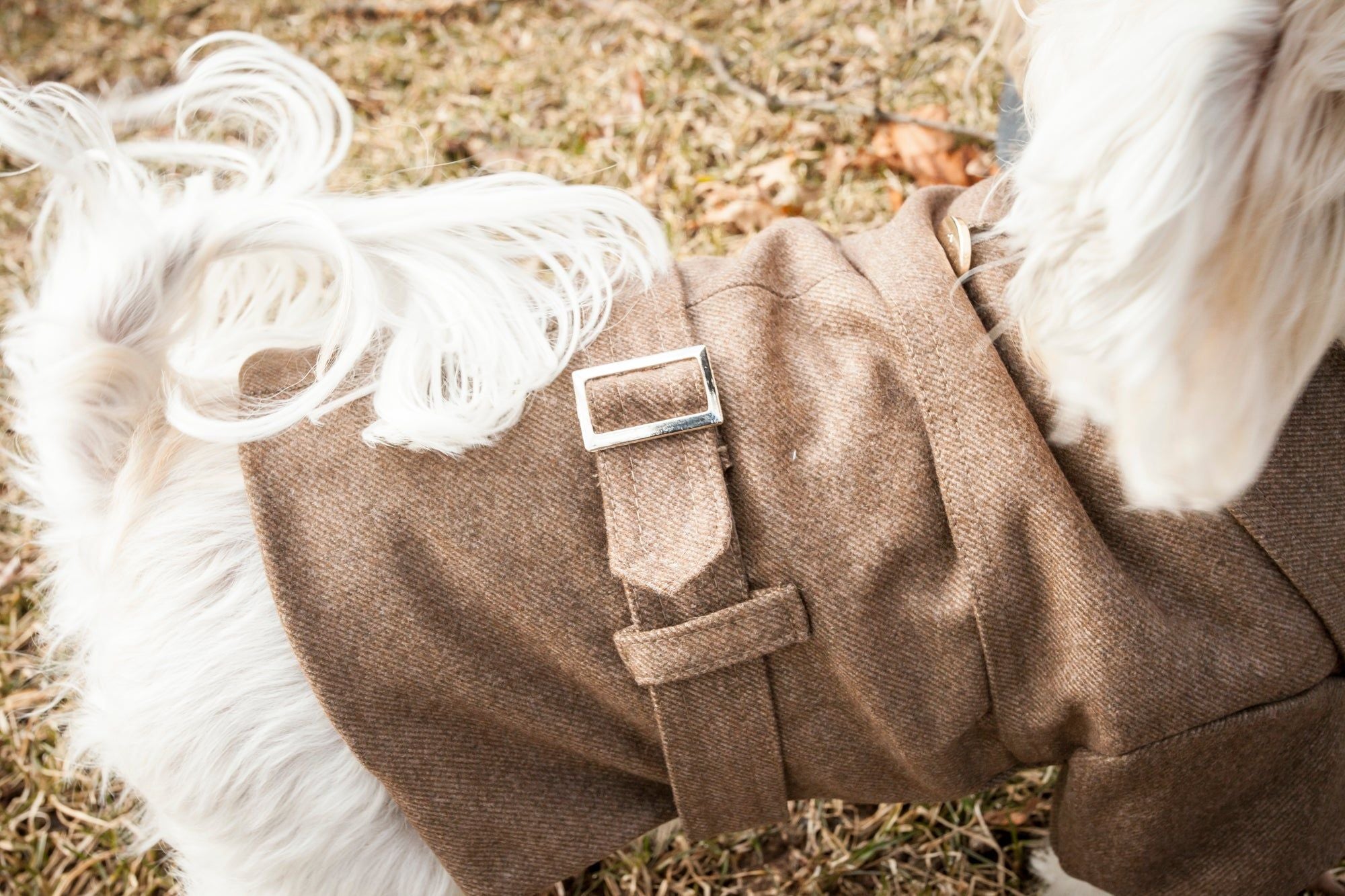 Galore Back - Buckled Fashion Wool Pet Coat - Spot