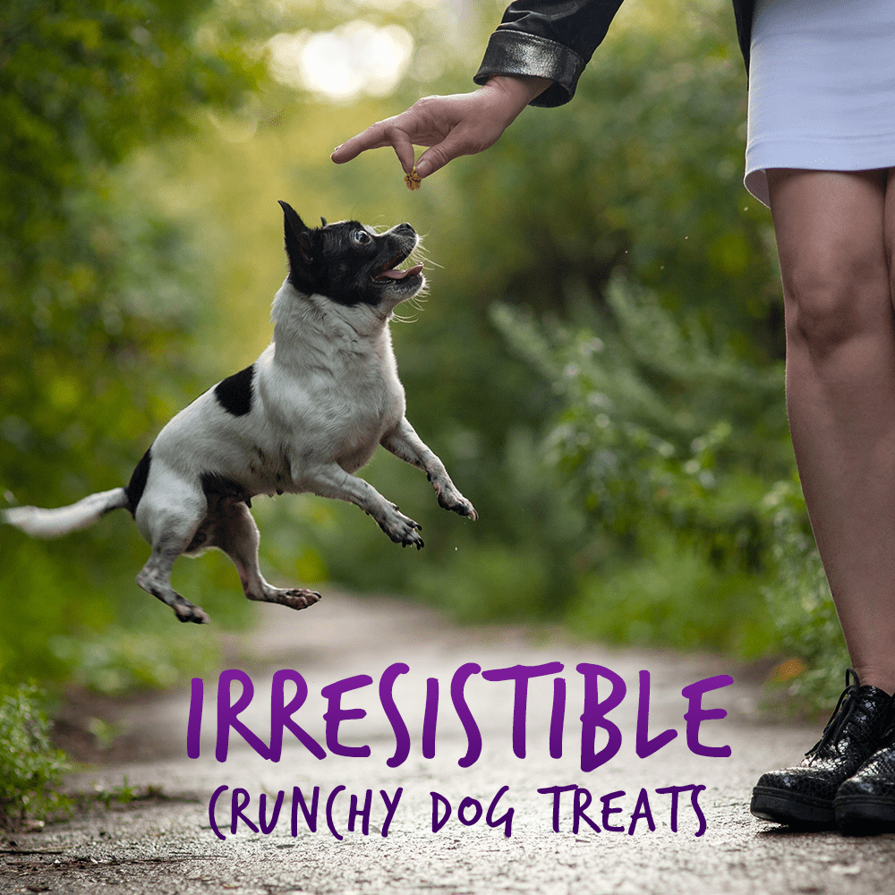 Fruitables Pumpkin and Blueberry Mix Dog Treats 8x7 Oz - shop_name pets petsupplys