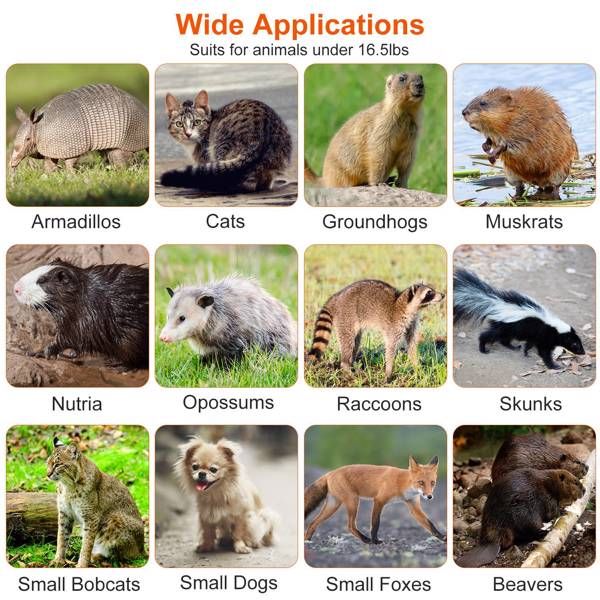 Humane Animal Trap Cage (30.51x11.02x11.81in) - Galvanized Sturdy Wire Mesh, Sensitive Trigger & Dual Doors, Handle Guard Plate, Collapsible for Raccoons, Opossums, Skunks Under 16.5lbs Indoor/Outdoor - Spot