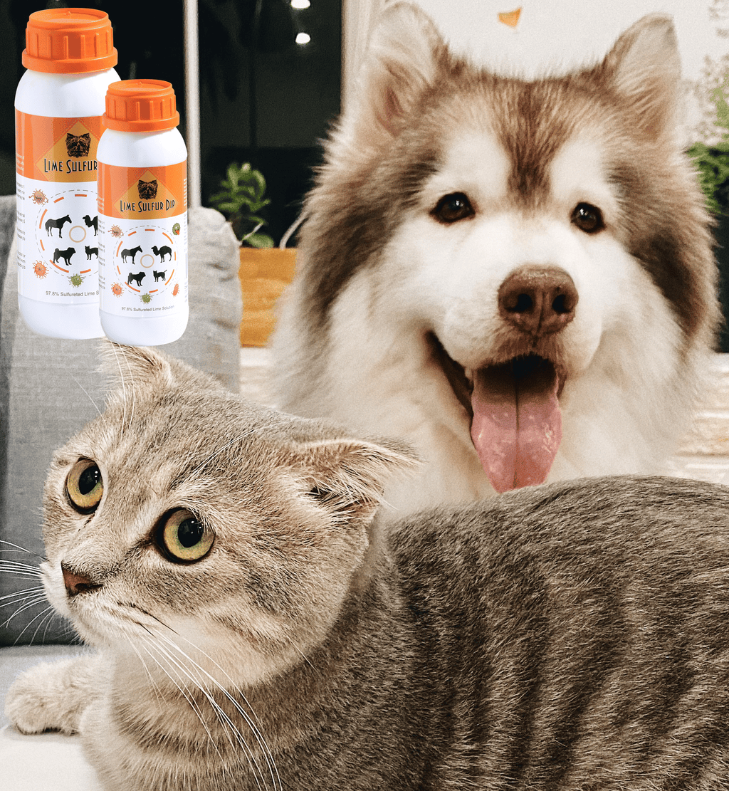 Lime Sulfur Dip - Spot