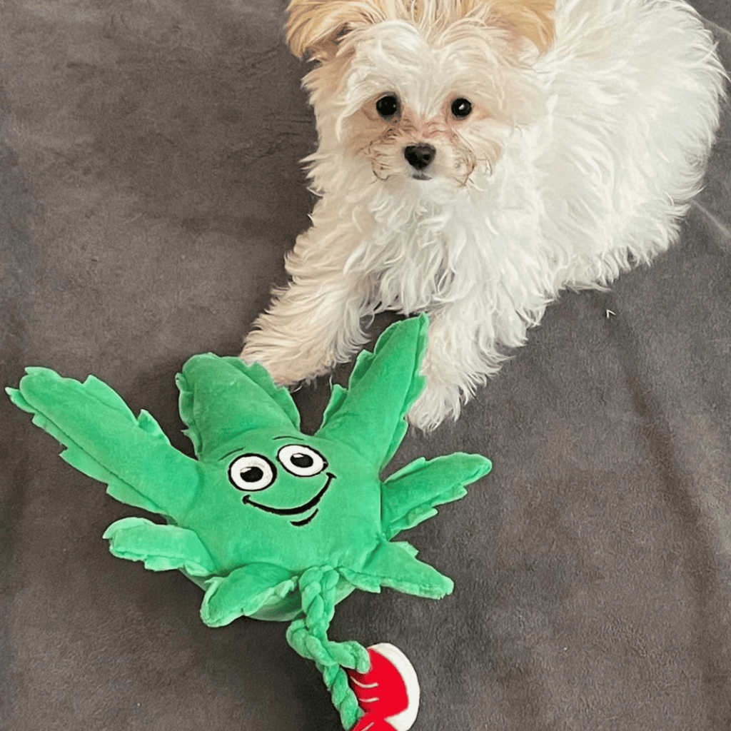 My Name is MJ, Cute Stuffed Parody Marijuana Leaf Dog Toy, Funny Squeaky Weed Toy, Cool Plush Novelty 420 Gift for Puppies & Small, Medium & Large Breeds, for Fetch & a Photo Prop, Shelf - Sitter - Spot