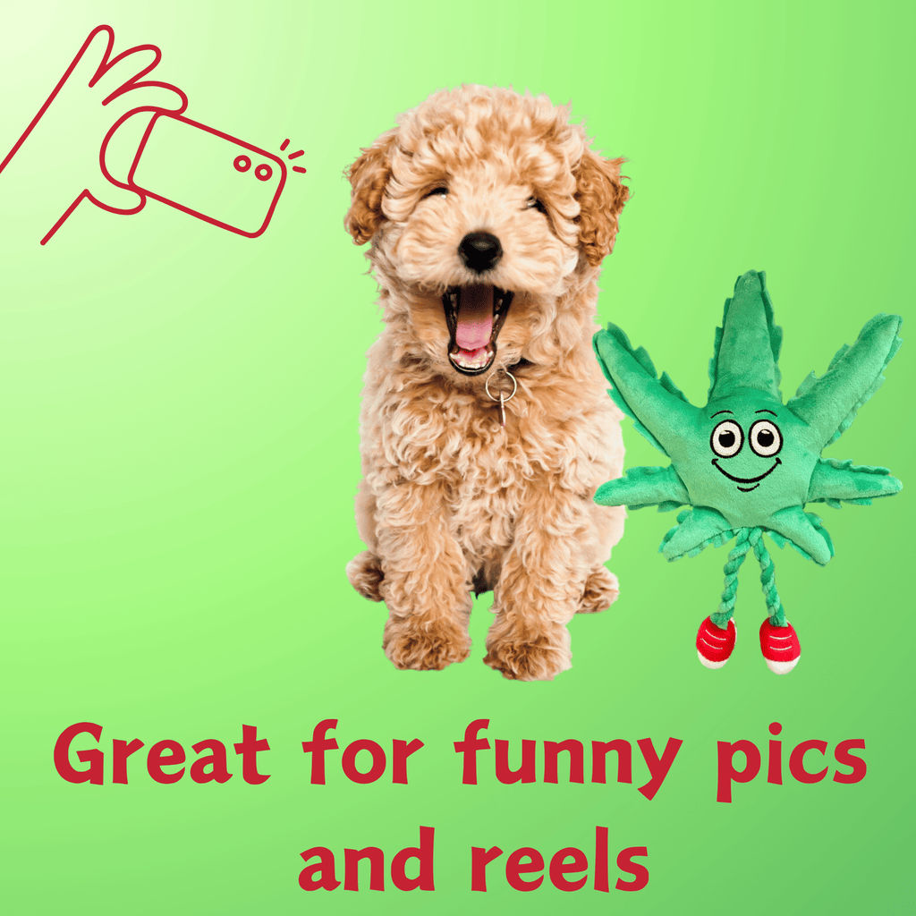My Name is MJ, Cute Stuffed Parody Marijuana Leaf Dog Toy, Funny Squeaky Weed Toy, Cool Plush Novelty 420 Gift for Puppies & Small, Medium & Large Breeds, for Fetch & a Photo Prop, Shelf - Sitter - Spot