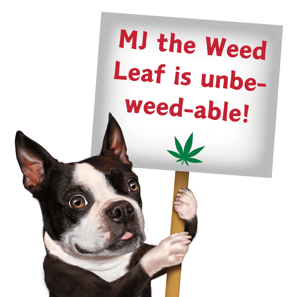 My Name is MJ, Cute Stuffed Parody Marijuana Leaf Dog Toy, Funny Squeaky Weed Toy, Cool Plush Novelty 420 Gift for Puppies & Small, Medium & Large Breeds, for Fetch & a Photo Prop, Shelf - Sitter - Spot