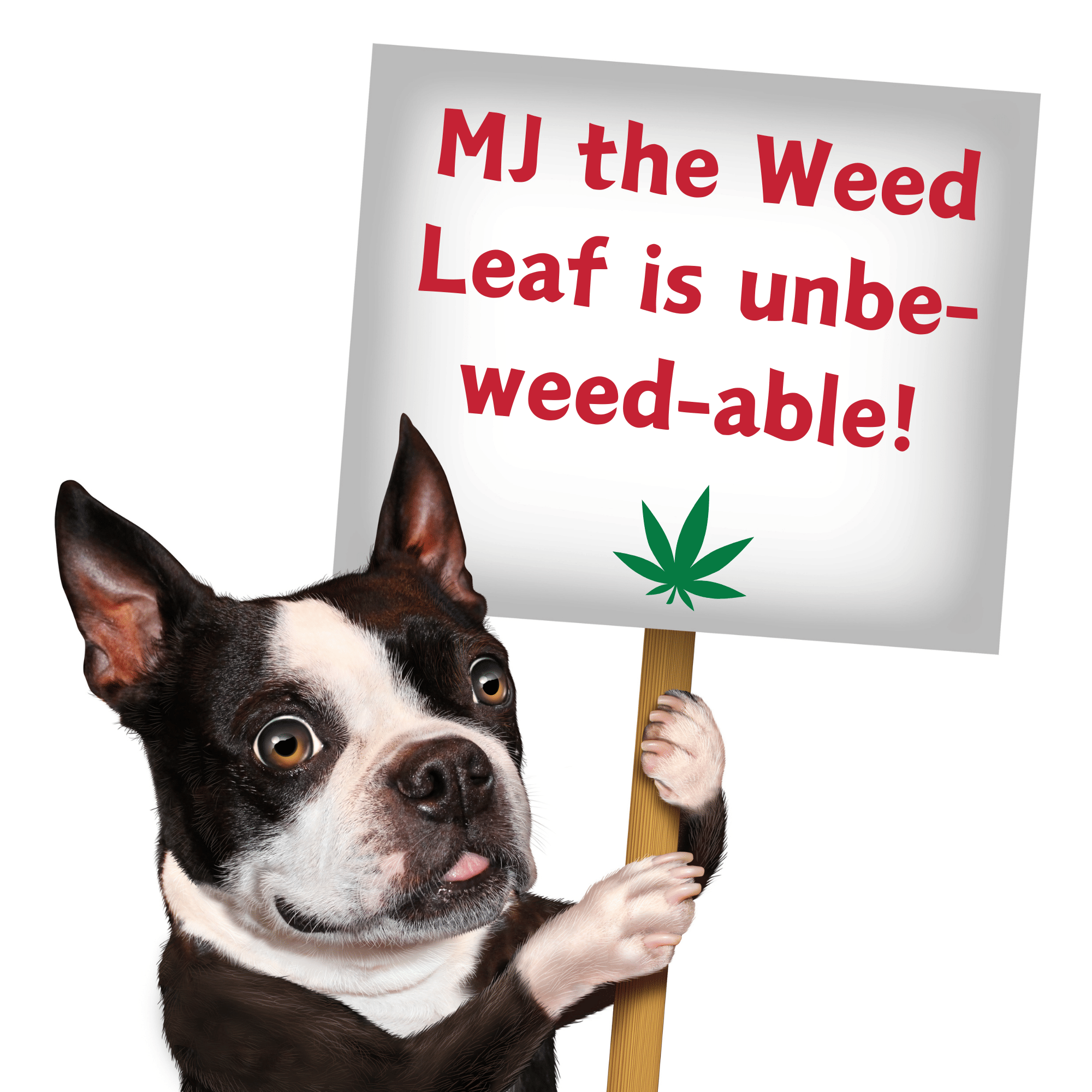 My Name is MJ, Cute Stuffed Parody Marijuana Leaf Dog Toy, Funny Squeaky Weed Toy, Cool Plush Novelty 420 Gift for Puppies & Small, Medium & Large Breeds, for Fetch & a Photo Prop, Shelf - Sitter - Spot