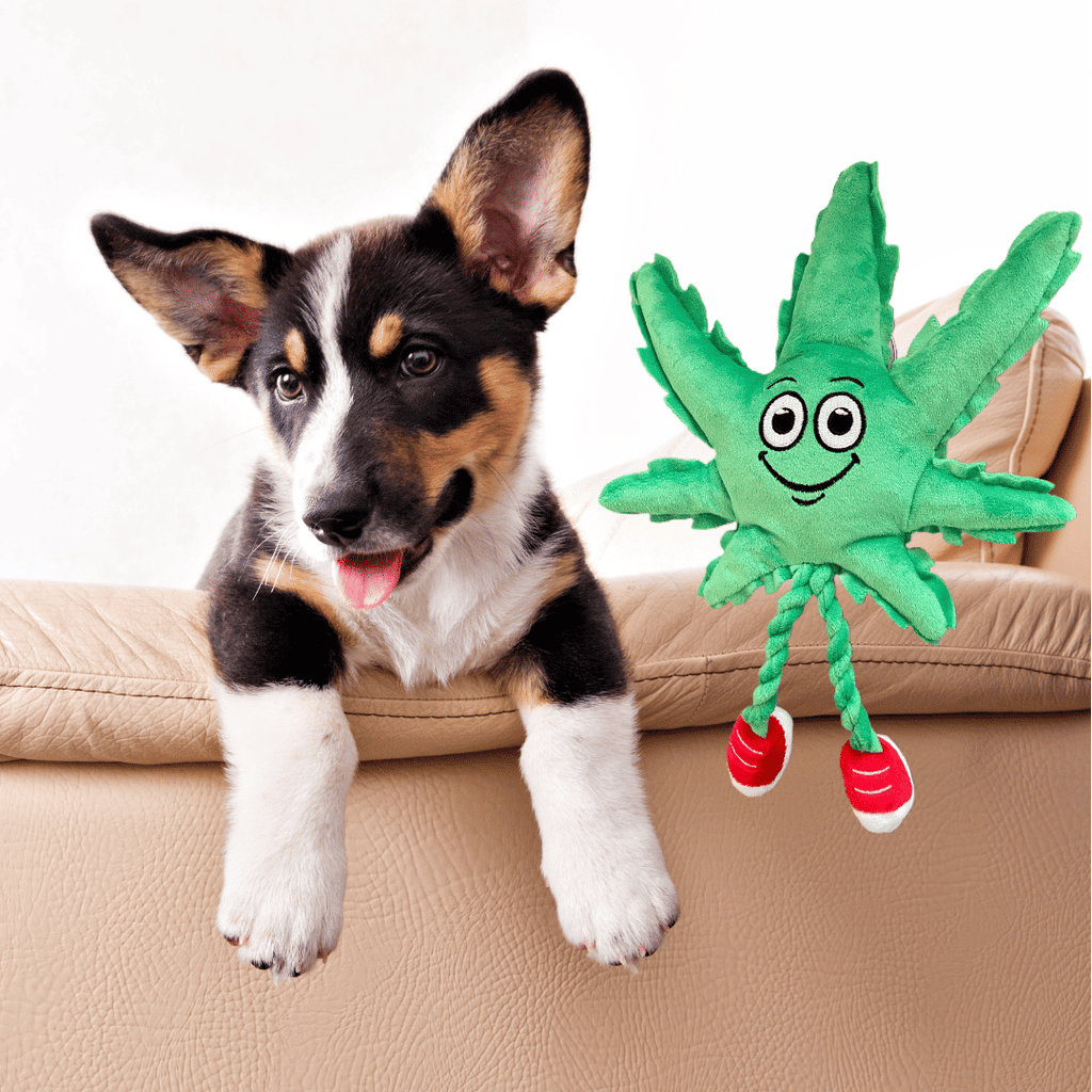 My Name is MJ, Cute Stuffed Parody Marijuana Leaf Dog Toy, Funny Squeaky Weed Toy, Cool Plush Novelty 420 Gift for Puppies & Small, Medium & Large Breeds, for Fetch & a Photo Prop, Shelf - Sitter - Spot