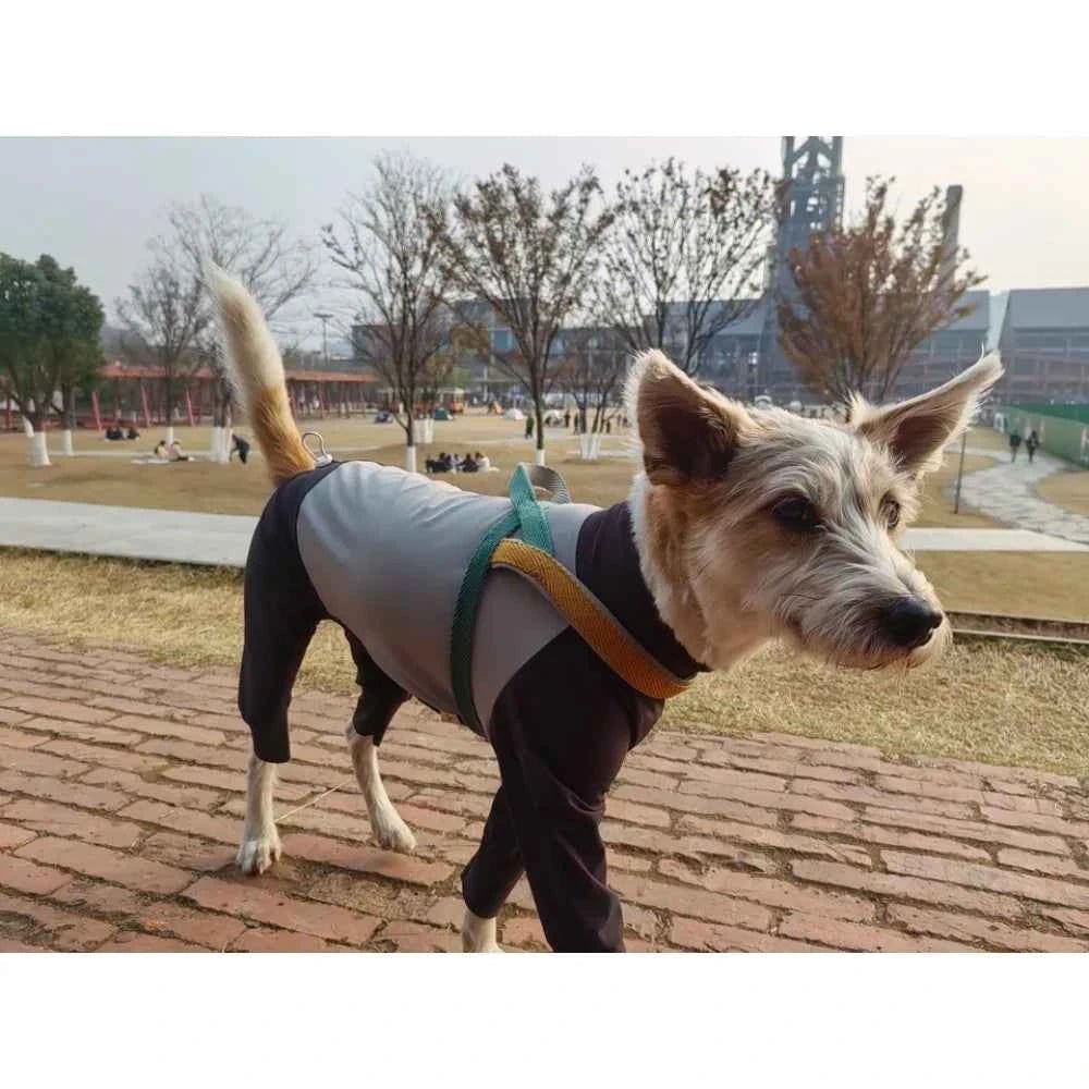 Greyhound Winter Outfits: Windproof Jumpsuit for Small Dogs by Souths Cheap Stuff